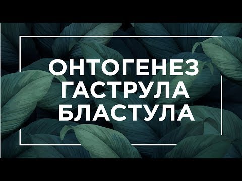 Видео: Где возникает гаструла?