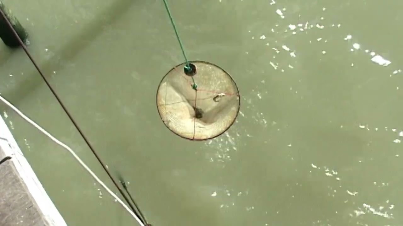 LA PECHE DE L EPERLAN AU CARRELET