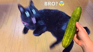 Funny cats scared of cucumbers 😂 cat vs cucumber compilation  Gatos VS pepinos