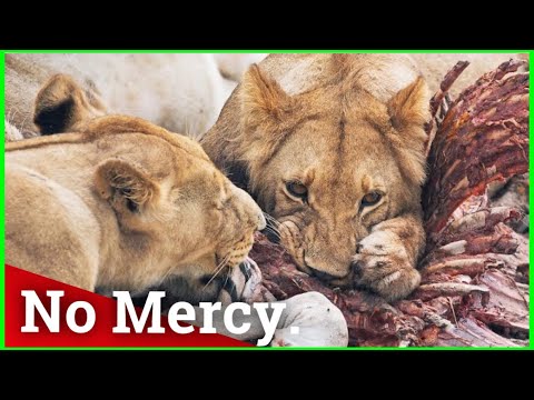Mighty lions devouring a zebra - it’s incredible you must watch this