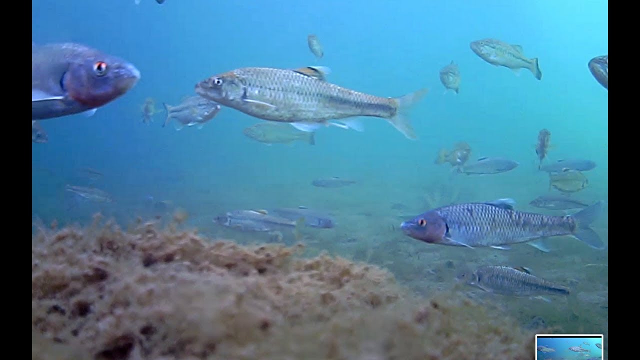 琵琶湖の水中世界【世界一の湖】