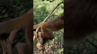 Million Pity Poor Monkey. Funny Monkeys