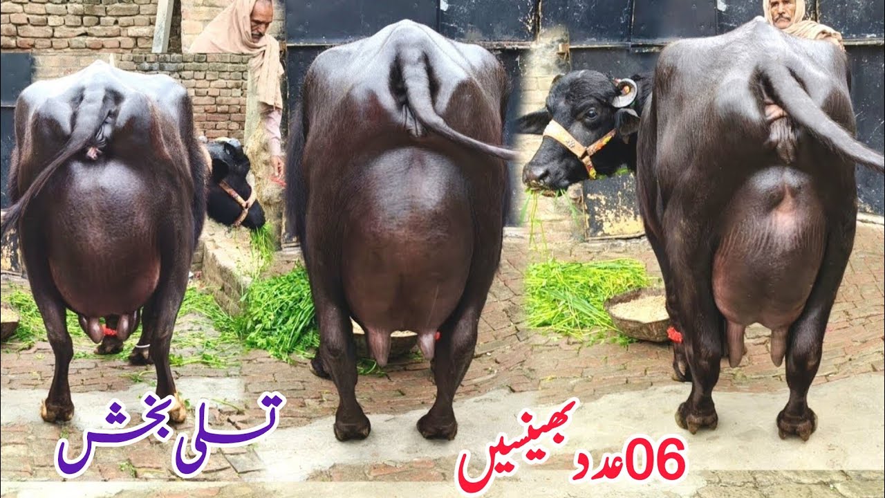  احمدشیرعلی260گ ب { 06عدد پہلن دوجن بھینسیں 14فروری} Pure Neli Ravi Buffalos For Sale  on Eitfaaq Tv