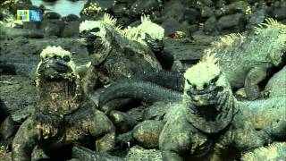 エクアドル 世界遺産 ガラパゴス諸島 の観光ガイド 多様な動物 行き方 ツアー案内 おすすめ旅行を探すならトラベルブック Travelbook