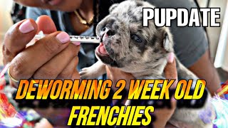How to deworm 2 week old puppy:Frenchie Breeders Vlog