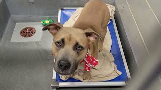 acs A658741
