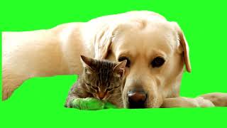 Dog Green Screen || Cute Dog Clip || Chroma Key Overlay