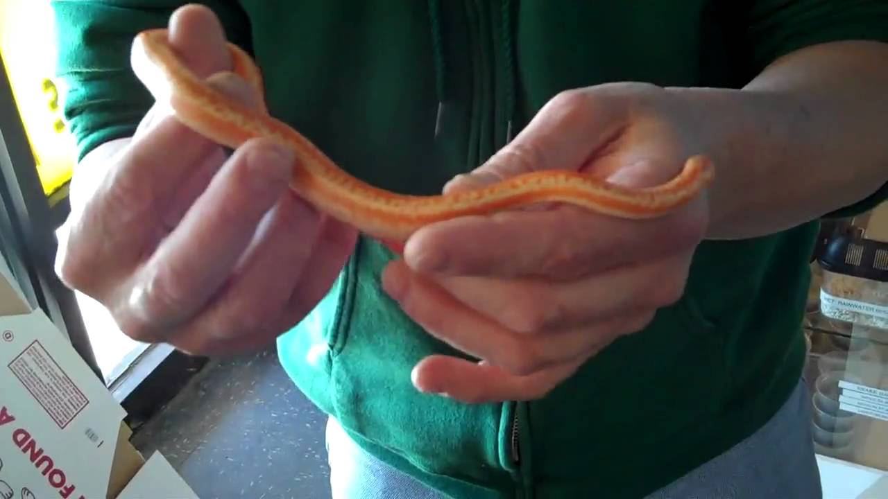 tarantula spider FLAMBOYANT GUY GOES GAGA FOR ALBINO ROSY BOA!