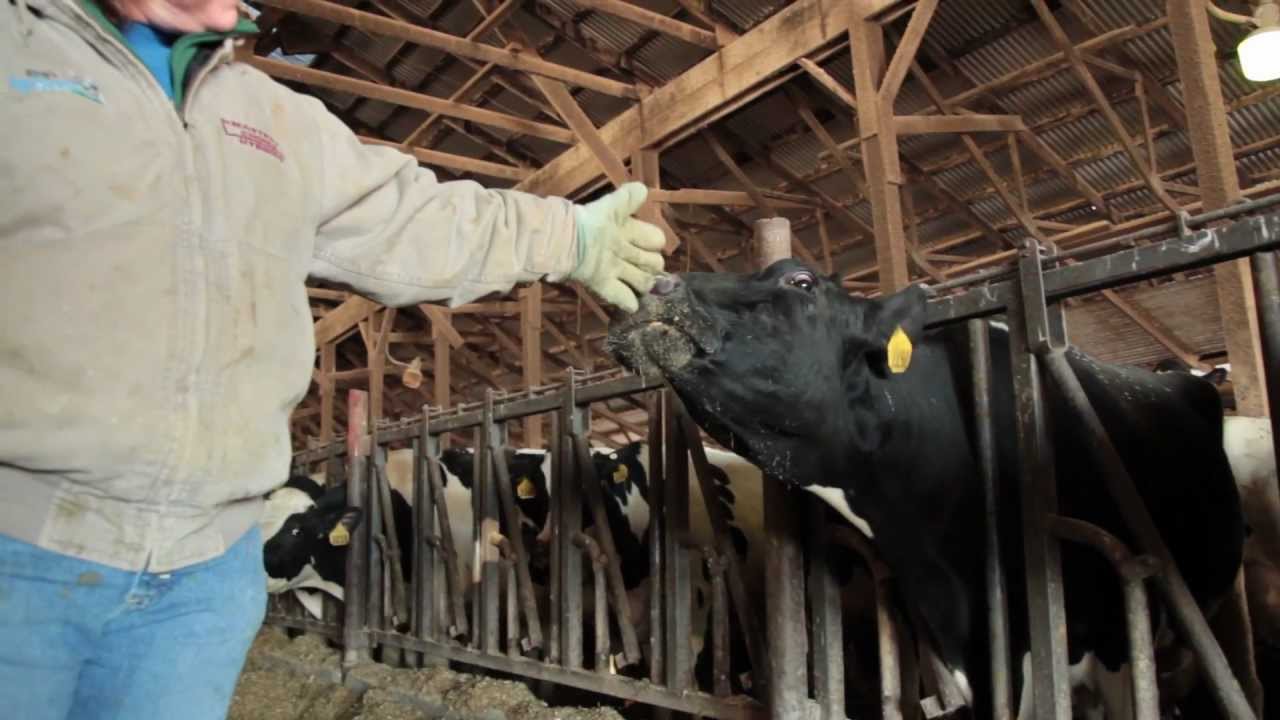 Keep Your Milk in Maine Support Maine Dairy Farms YouTube