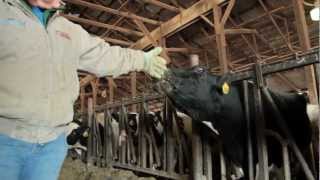 Keep Your Milk in Maine - Support Maine Dairy Farms