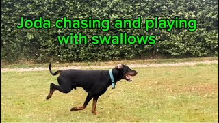 Joda Male Doberman Chasing Swallows.