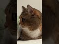 #gatos #gatosdoinstagram #frangobanana #gatogram #amantesdegatos #labubu #catlover