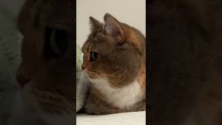 #gatos #gatosdoinstagram #frangobanana #gatogram #amantesdegatos #labubu #catlover