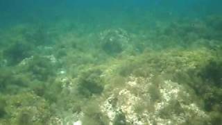 Malta Comino Blue Lagoon Underwater 2