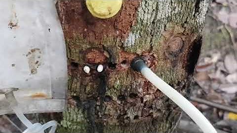 Tapping rubber by ethylene 29