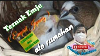 Download Lagu Ternak Emje ( Emprit Jepang  ) ala Rumahan MP3