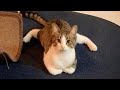 Funniest cats and dogss  hilarious animals 2024 