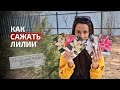 Как правильно посадить лилии весной | Как сажать проросшие луковицы