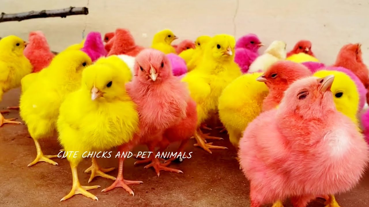 colourful chicks,chicken/colour hen chicks/coloured chicks/colourful ...