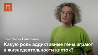 Аддиктивные гены бактерий - Константин Северинов