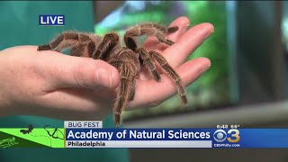 Bug Fest Is Back At Academy Of Natural Sciences