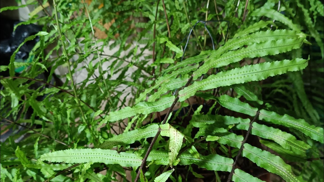 @ocanaldacasacasinha . Qual o melhor lugar para colocar a samambaia chorona. 2026