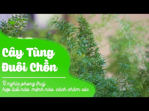 Video Cây Tùng Đuôi Chồn: Ý nghĩa phong thuỷ, hợp tuổi nào,... - youtube