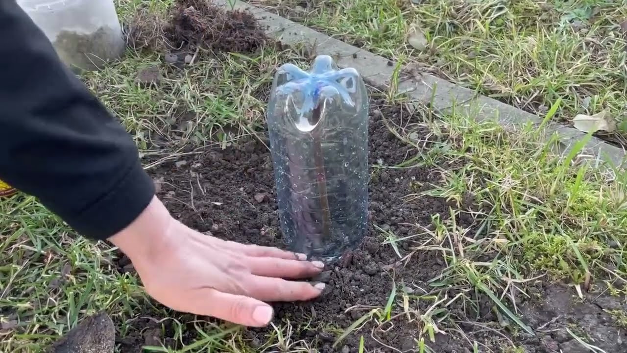 Найлегший спосіб розмноження троянд!