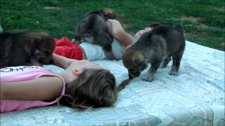 Vidéo enfants et chiots chiens loups tchecoslovaques agés 29 jours elevage akairo 2013