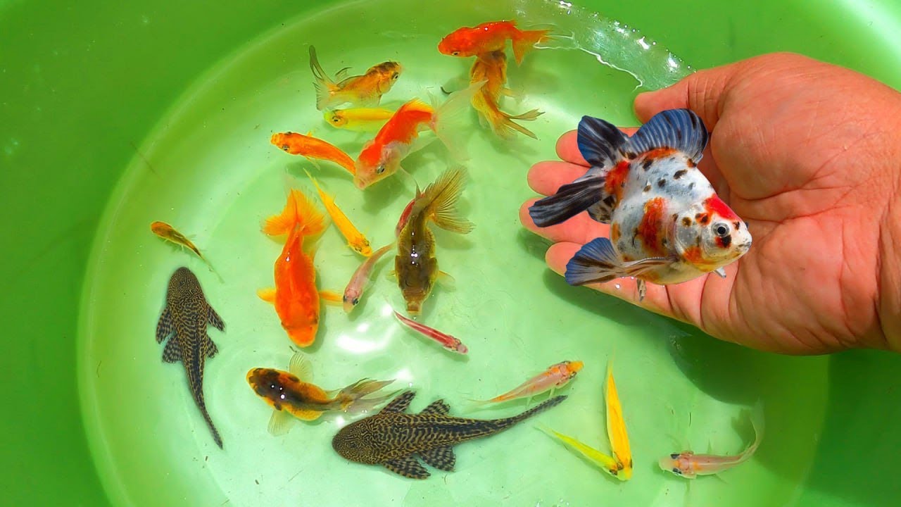 Catch Beautiful Goldfish, Galaxy Betta, Japan KOI, Angelfish, Molly, Tetra, Diamond fish, Tigerbarb.