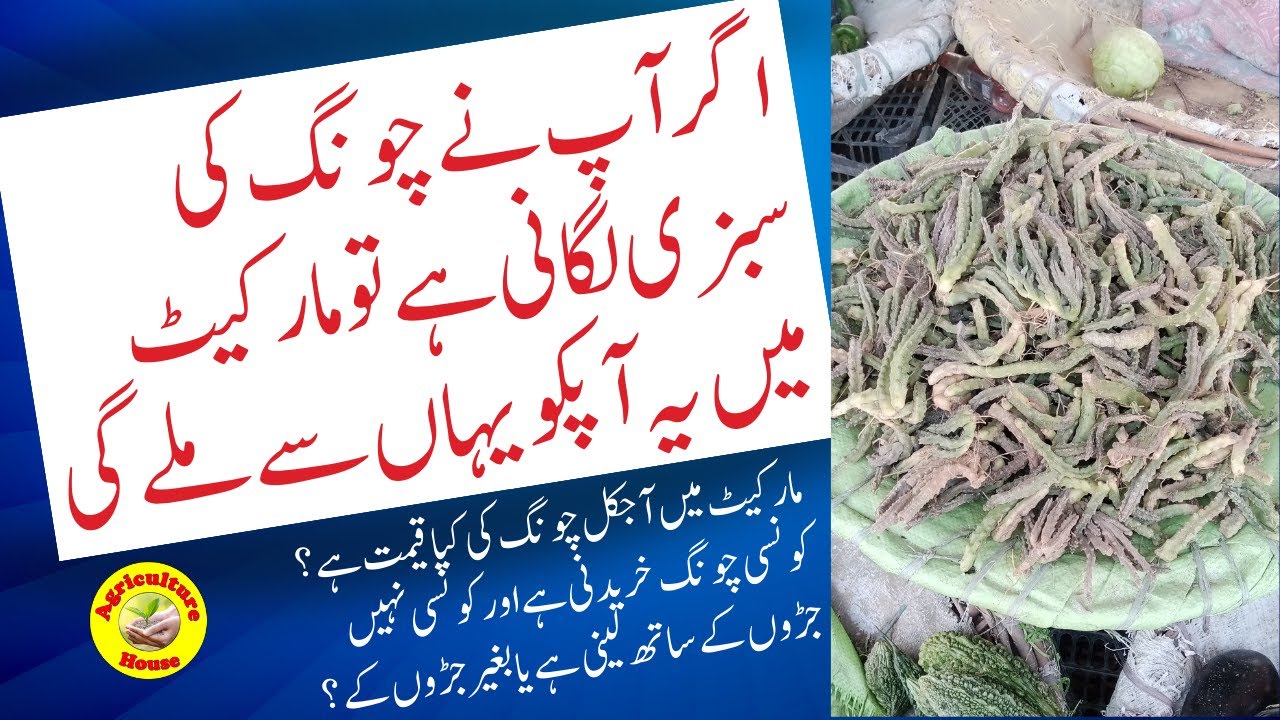 Where do you get Caralluma /Chong for Propagation?