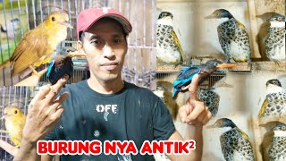 BURUNG MASTERAN NYA UNIK²