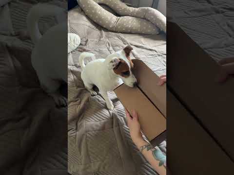 распаковка с Джеки 🐶ваша любимая рубрика