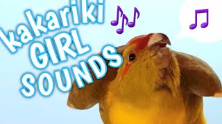 The sound only female kakarikis make