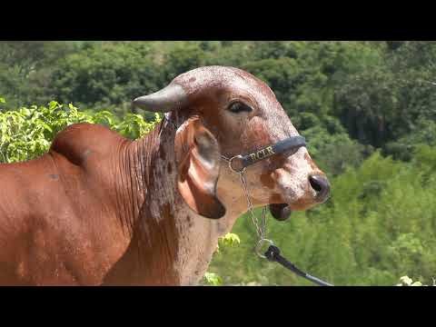 LOTE 29 •  LEILÃO GIR LEITEIRO RCLR FAZENDA CLÁUDIA • RCLR 180