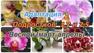 Весенняя адаптация подростков 1,7 и 2,5 🌺 Как поливать орхидеи подростков? 🌺 #orchid #орхидеибабочки