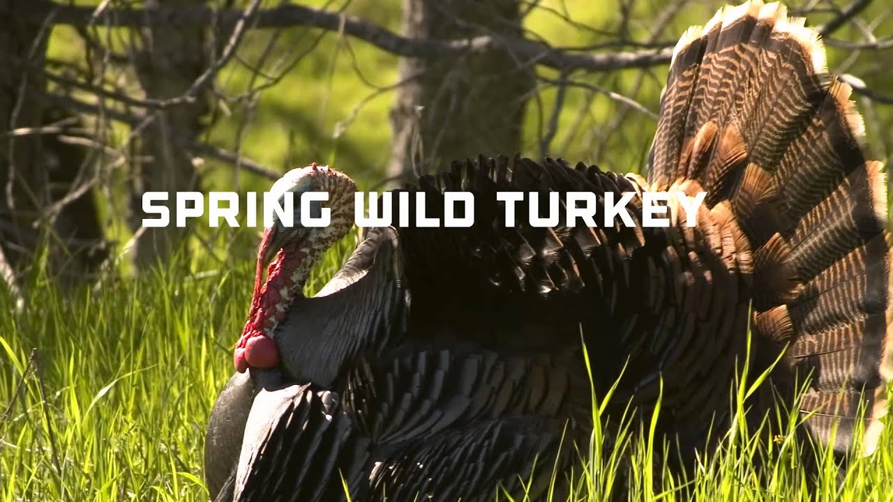 Hunt Minnesota -- Spring Wild Turkey Youth; no time/permit required