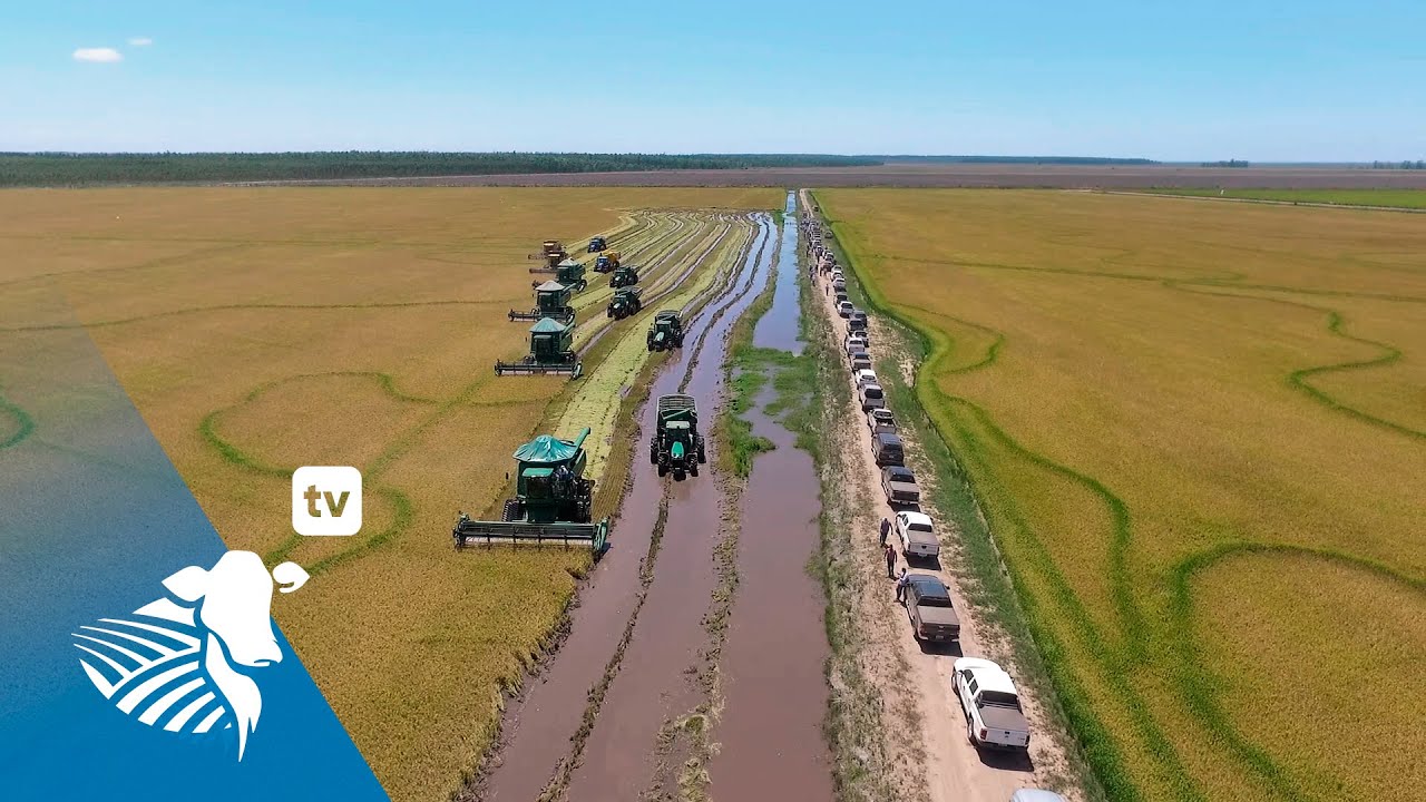 Cosecha de arroz 2020 en San Cosme y Damián | # 136