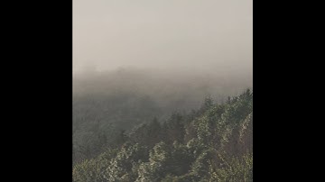 سورة المسد بصوت سعد الغامدي