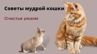 Притча: Старая мудрая кошка. Аудио история. Рассказ счастье