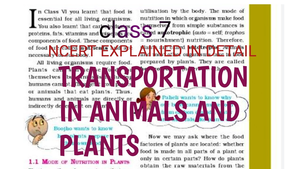 Class 7 science Transportation in plants and animals Ncert line by line ...
