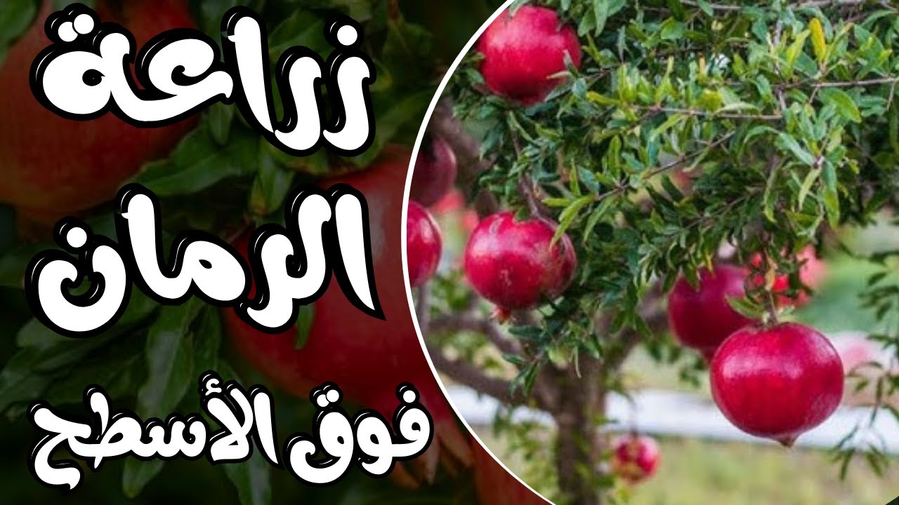 زراعة الرمان 🌱 طريقة مميزة لزراعة شتلة الرمان فى برميل فوق السطح