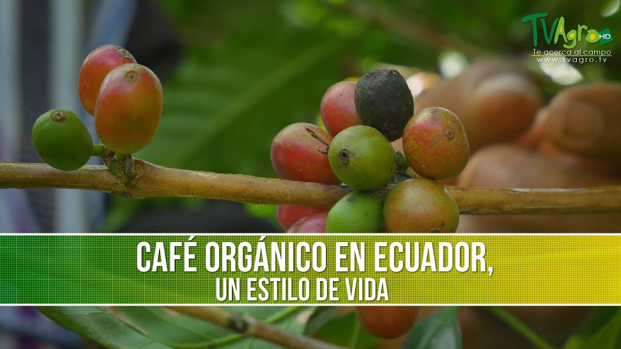 Como Producir Cafe Organico - TvAgro por Juan Gonzalo Angel