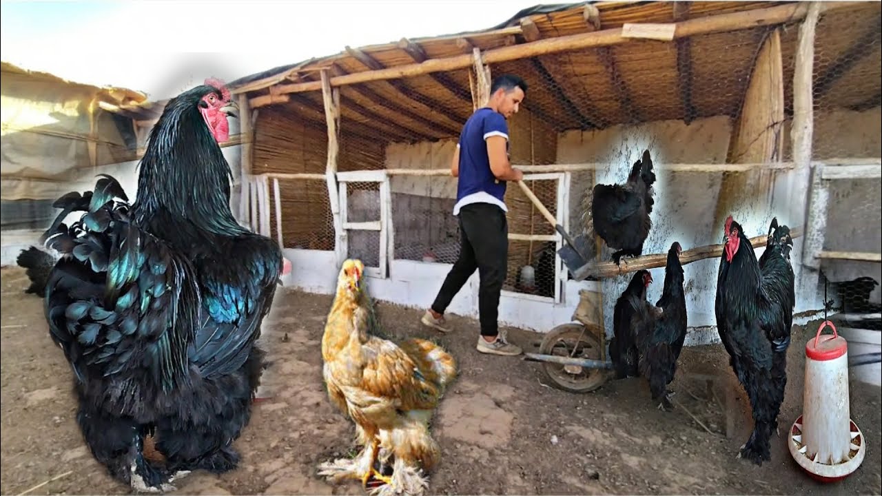 يوم مع الدجاج في المزرعة إكمال تنظيف خم دجاج البراهما حجم ماشاء الله البط المسكوفي كتاكيت البراهما
