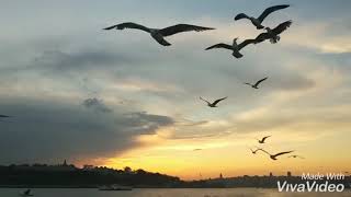 Şaniser anlat bana 2012