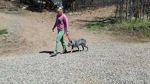 How to Teach Your Dog to HEEL (Part 3)