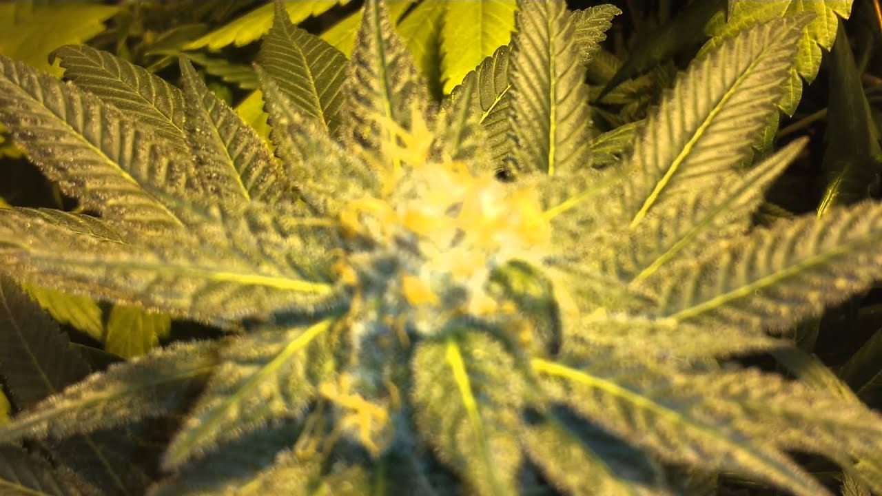 Qrazy Train. Day 49. Live from TRFL