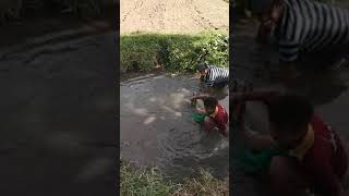 Ngemek ikan di sawah, dapat BESAR BESAR