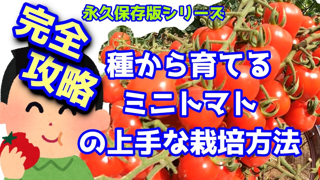 完全攻略　種から育てるミニトマトの上手な栽培方法　永久保存版シリーズ　2026/01　制作