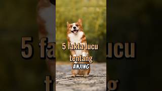 tahukah kamu? 5 fakta lucu tentang anjing #shorts #facts #fakta #tahukahkamu #faktalucu #faktahewan